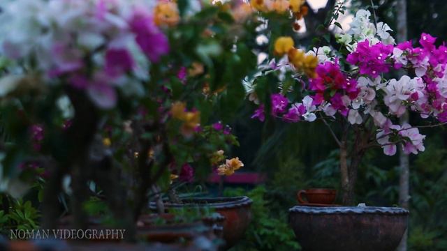 Amazing Bougainvillea Grafting Bonsai смотреть онлайн