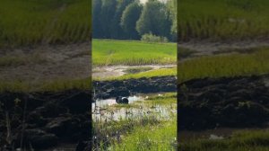 НУ ЛУЖА, ПОГОДИ!