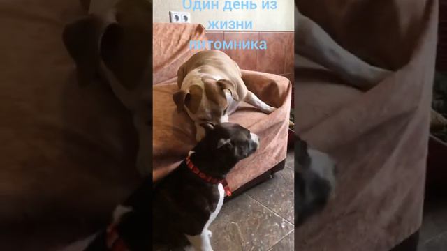Один день из жизни питомника. Амстаффы Ценный Приз. смотреть онлайн