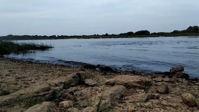 Ворона готовится к переходу в Другой Мир смотреть онлайн