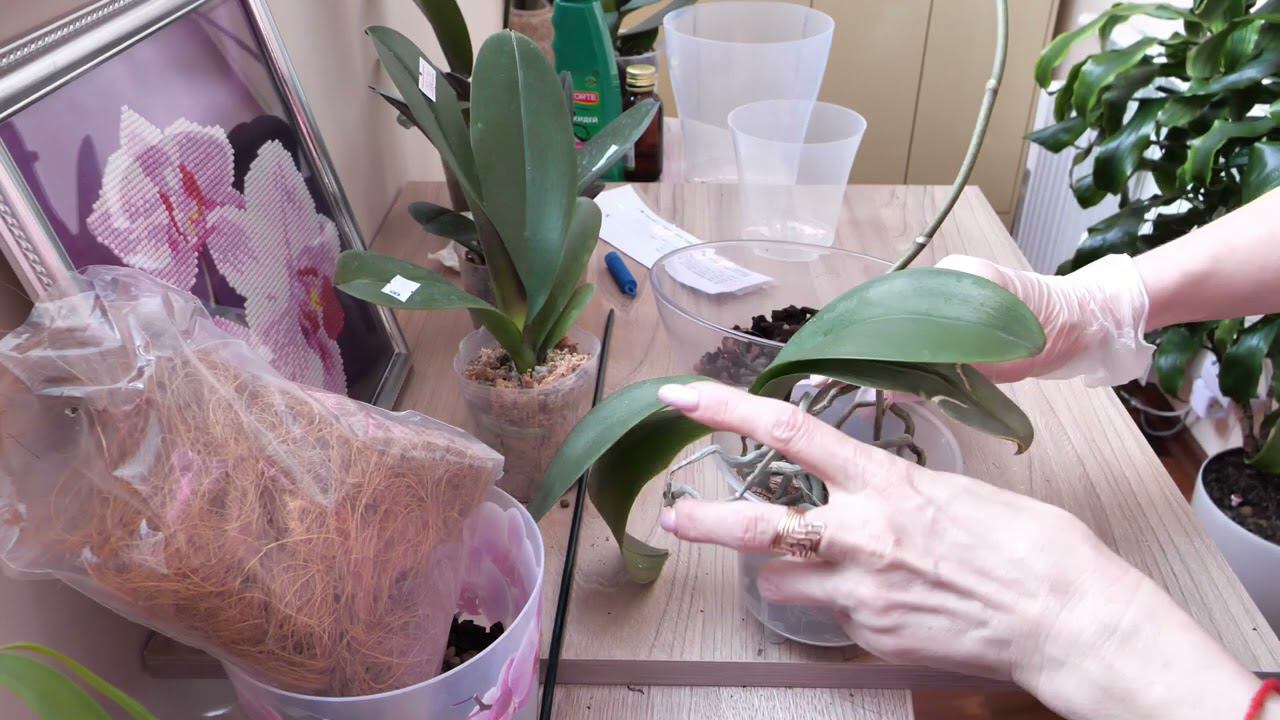 ПЕРЕСАДИТЬ орхидею... ЛЕГКО! и НОВАЯ орхидея из МЕЧТАЛОК смотреть онлайн