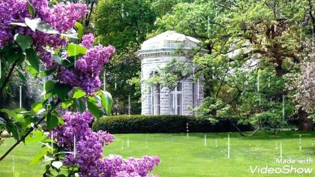 Цветёт сирень в саду ?????