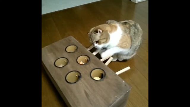 Cat Computer Game смотреть онлайн