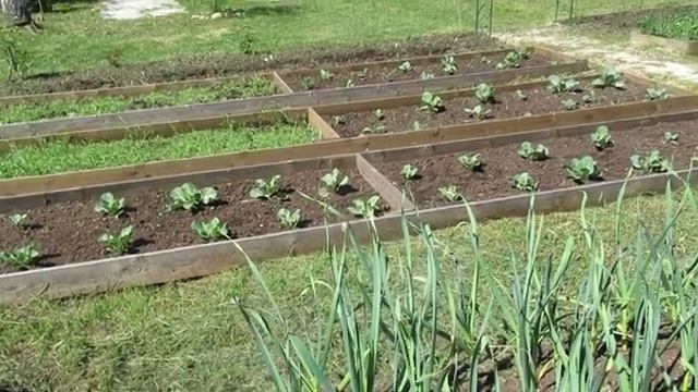 Наша дача - 2020 г. Июнь, середина - обзор огорода. Цветение аквилегии выращенной из семян. смотреть онлайн