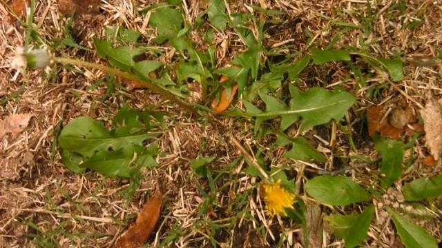 Dandelion Clock Opening and Flower Closing, Time-lapse смотреть онлайн