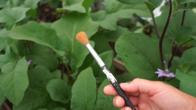 Грибные кулинарные искушения