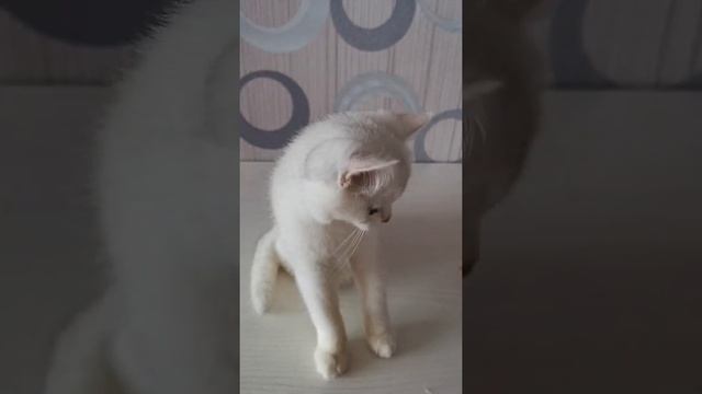 Серебристый британец смотреть онлайн
