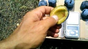 Слива. Сорт Блюфри. 26.07.17