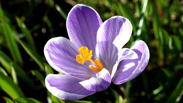10 Plantas Bulbosas Más Hermosas Del Mundo смотреть онлайн