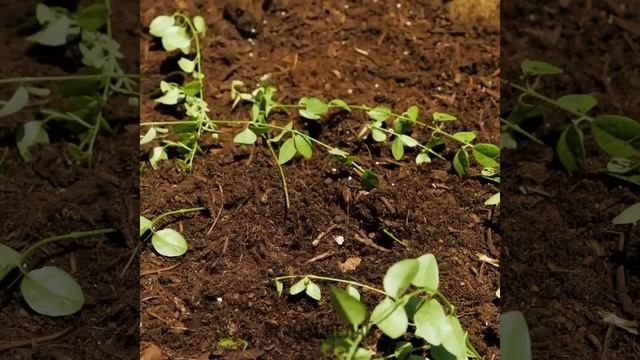 Садовые ЛАЙФХАКИ, которые должен знать каждый любитель растений! смотреть онлайн