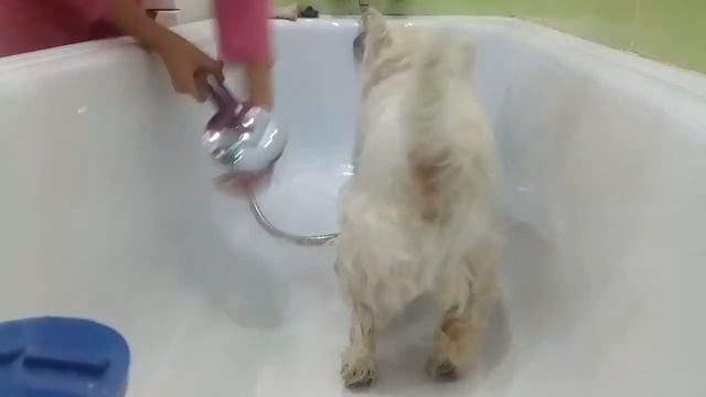 Как я мою свою собаку Цезаря! | Brlka Pets. смотреть онлайн