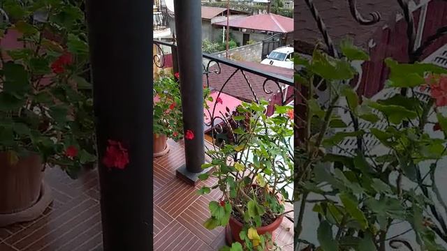 Абхазия, Город Гагры,Ул.Русских Добровольцев 15. Мы Сюда Еще Вернемся) Обязательно) смотреть онлайн