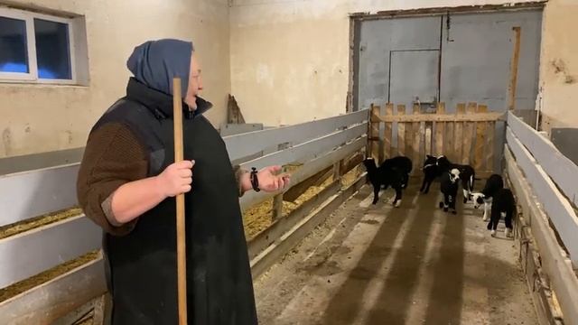 Кормовой стол для овец. корм ок80 для овец. смотреть онлайн