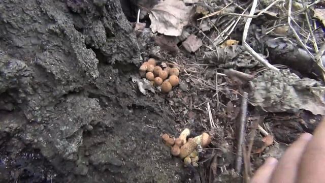 Опята вкусно жарим смотреть онлайн