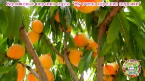 Карликовые персики сорта " Ну очень хорошие персики"