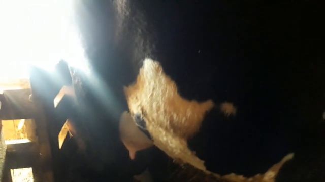 Корова Ночка на сносях! Как мы раздаиваем Каштанку.. смотреть онлайн