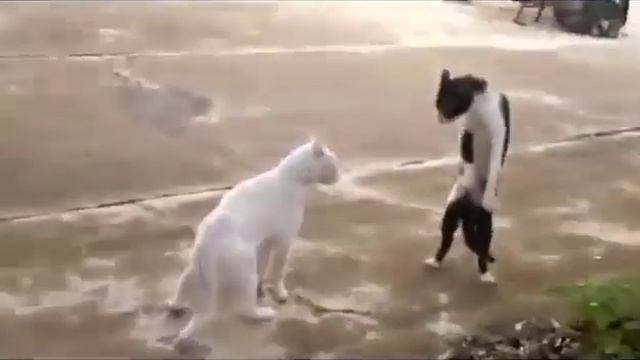 FAIL | evoled cat - Karate Katze смотреть онлайн