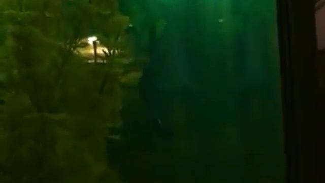 Санкт-Петербург Морские Чудовища test samsung smx-c10 смотреть онлайн