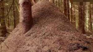 самый большой муравейник в мире,