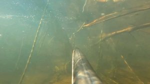 Подводная охота 2022г. Река Дон.