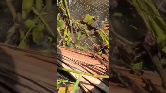 Chỗ đơn giản tiếp tục lên cá nữa #localoccaitien #trongnguyenvlog смотреть онлайн