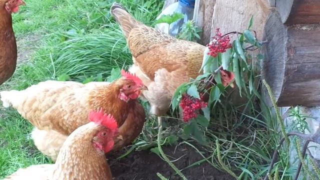Жизнь кур. Часть пятая: Питание кур