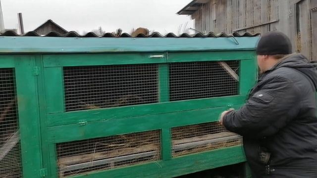 Бизнес в деревне на разведении кроликов! Выгодно ли ??? смотреть онлайн