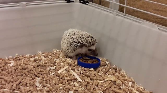 Дом для ёжика Яши смотреть онлайн