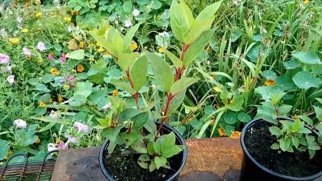 Гортензия метельчатая Early Sensation и Sundae Fraise мои новые покупки смотреть онлайн