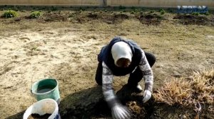 Спирея как правильно посадить как сажать спирею спирея посадка огород сад розарий цветник