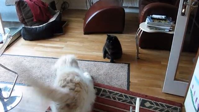 Higgins vs William 0001 смотреть онлайн