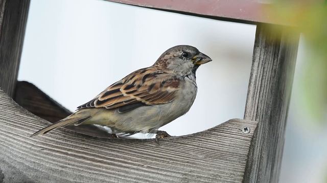 Домовый воробей на кормушке в саду смотреть онлайн
