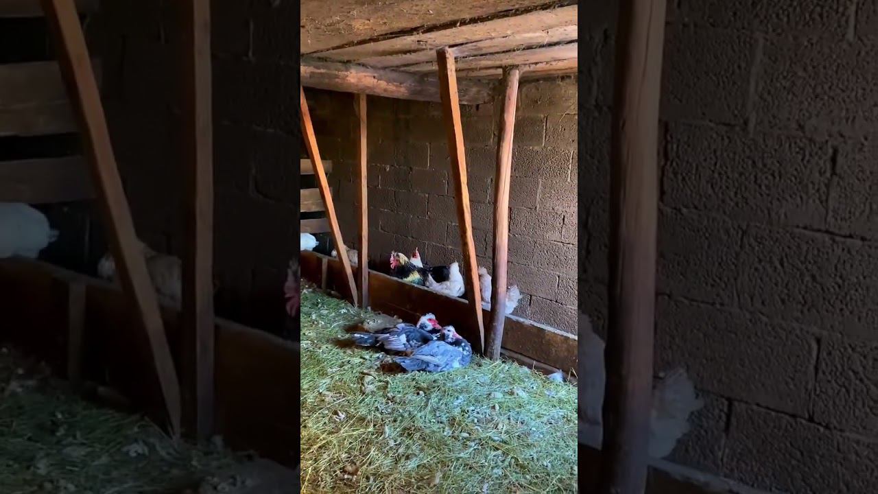 Заметили местного палача ?