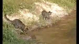 Коты на рыбалке. Смешные коты-рыболовы. Часть 1 - Cats fishing. Funny cat fishers. Part 1