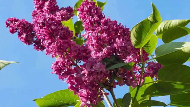 Сирени чудные оттенки. смотреть онлайн