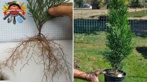 Секреты размножения туи зимой с помощью черенков: рассказываю о правилах успешного укоренения!