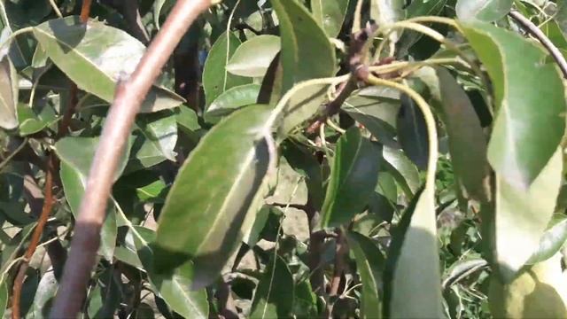 Триумф Пакгамма , сорт груши. смотреть онлайн