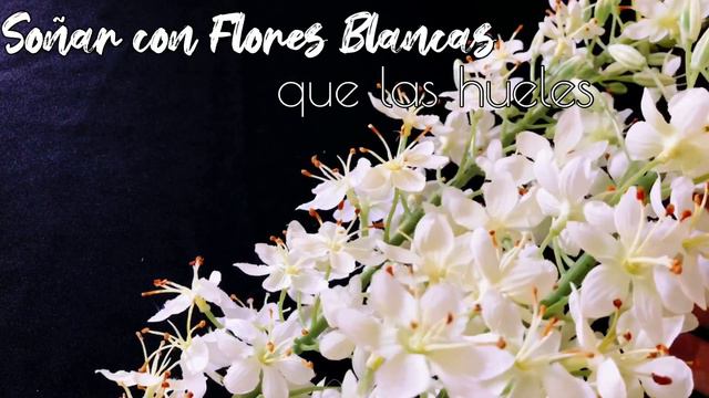 SOÑAR con FLORES BLANCAS ✨ ¿Qué Significa? ¿Qué quiere decir este sueño? смотреть онлайн