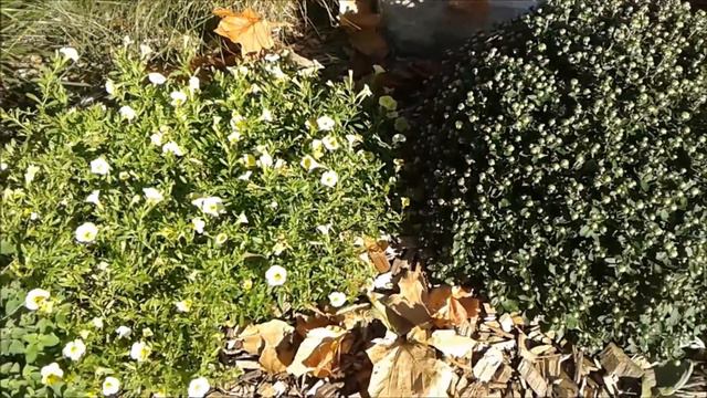 Calibrachoa смотреть онлайн