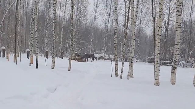 Последствия Ацидоза и пороки у козлят. Продажа козлят. смотреть онлайн