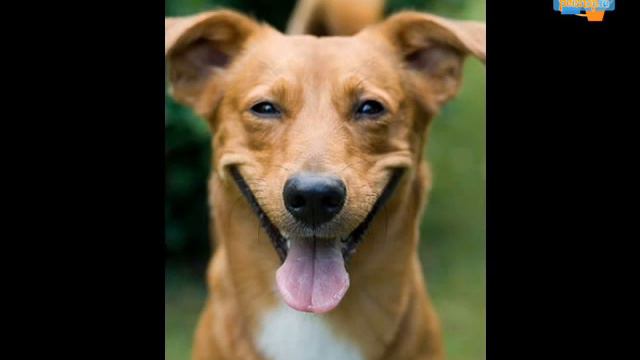 Интернет-магазин Petshop.ru