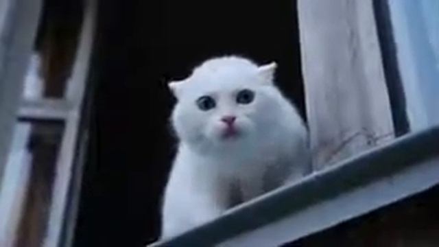 вот что значит когда коты говорят отвянь смотреть онлайн