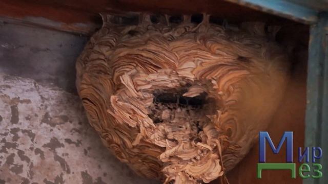 Уничтожение Ос [Осиного Гнезда]. Огромное Осиное Гнездо [Улей] в Квартире - МирДез смотреть онлайн