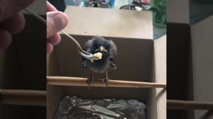 Кормление птенчика скворца пшенной кашей и яичным желтком. Птенец кушает за обе щеки