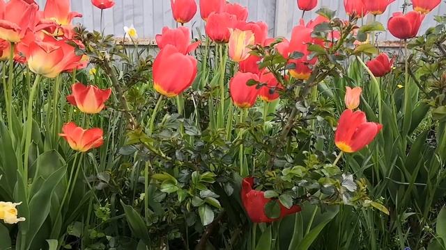 Розы? и тюльпаны? смотреть онлайн