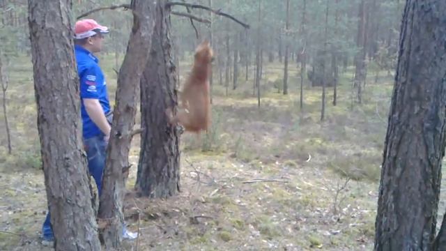 Американский пит-бультерьер смотреть онлайн