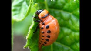 Урок сельскохозяйственного труда "Болезни и вредители картофеля"