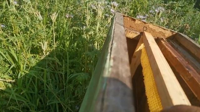 Какие рамки ставить в ловушки для пчел Новая технология смотреть онлайн