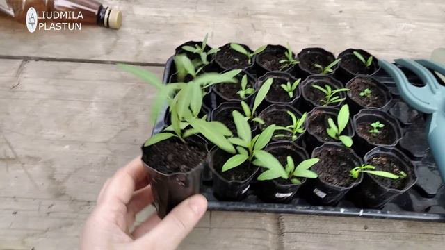 ГОДЖИ  семенами 🌱 Выращиваем и высаживаем на участок.