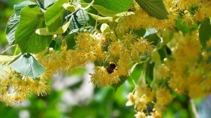 Липа. Полезные свойства